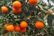 正宗蜜桔種植技術（蜜桔的養殖方法）