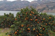 甘平柑橘每畝產多少斤（看完你就明白了）