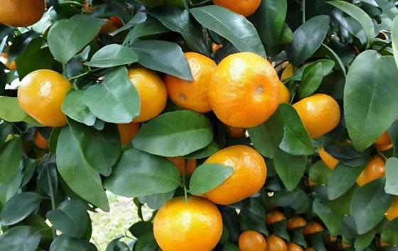 小蜜桔含糖量高不高呀怎么回事(小蜜桔的營養成分)