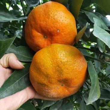 早熟柑橘愛媛38的品種特性與高效栽培技術解析