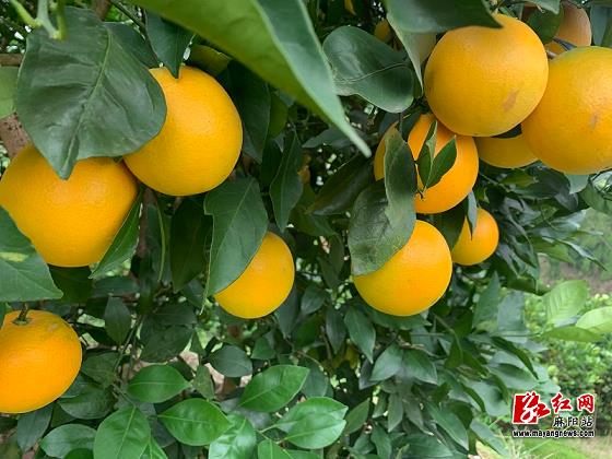 耙耙柑又名春見(春見耙耙柑種植)