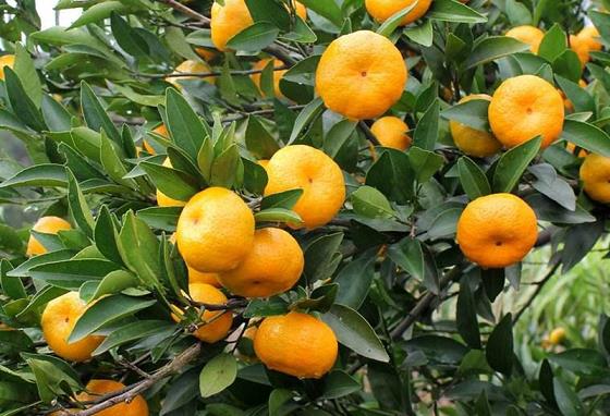 臍橙姿勢圖解大全視頻(臍橙超好吃,比任何一種水果還要甜)